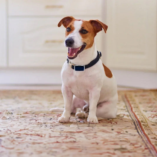 G12 Smart GPS pet tracker: Mini, waterproof, anti - loss collar for dogs & cats