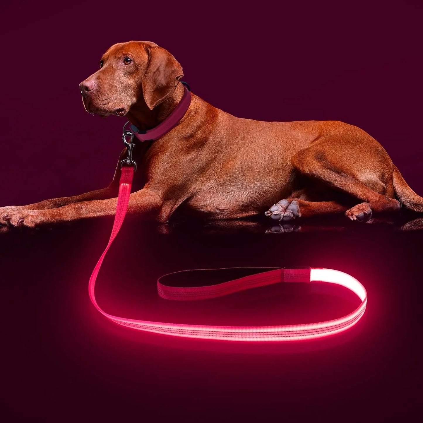 Light Up LED Dog Leash 6FT – USB Rechargeable Glow Leash for Night Safety